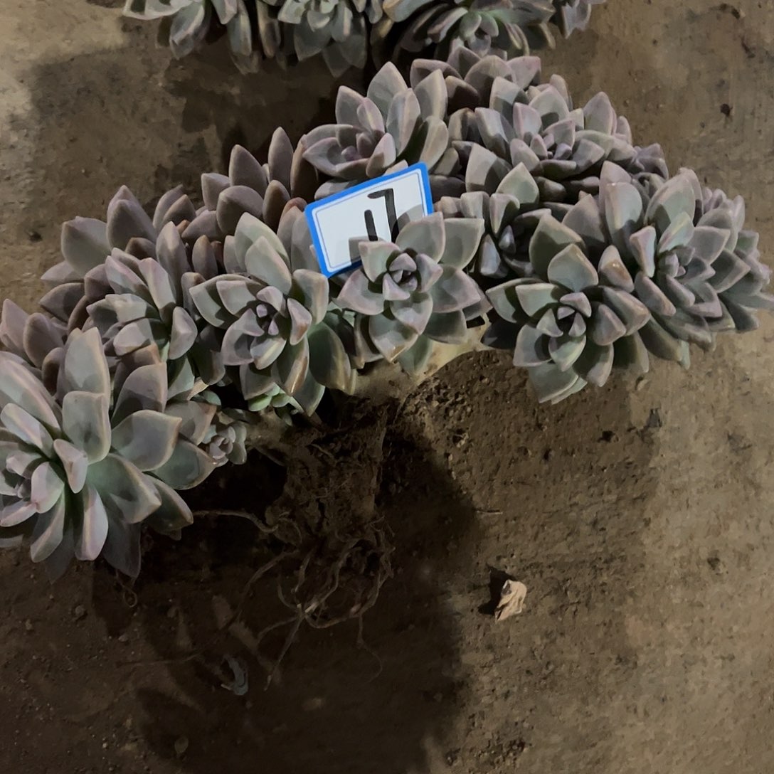 轻****17号淡雪朵朵有瑕疵