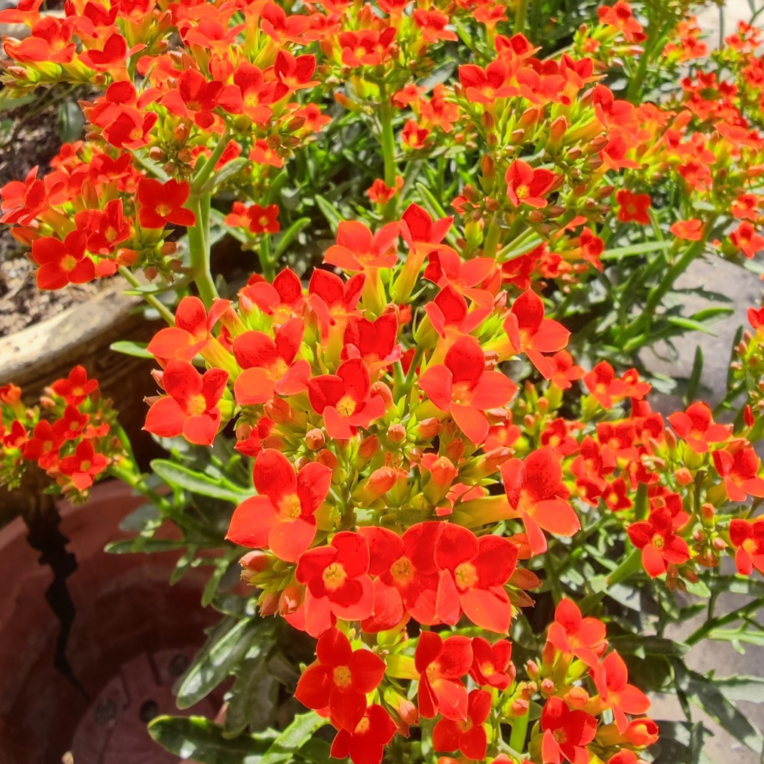 鹿角橙：精品长寿花苞发货（烂叶黄叶断个别花苞不售后介意勿拍）