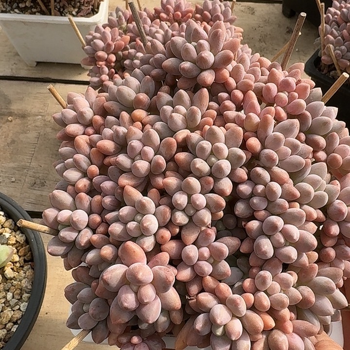 星带路多肉植物的生长