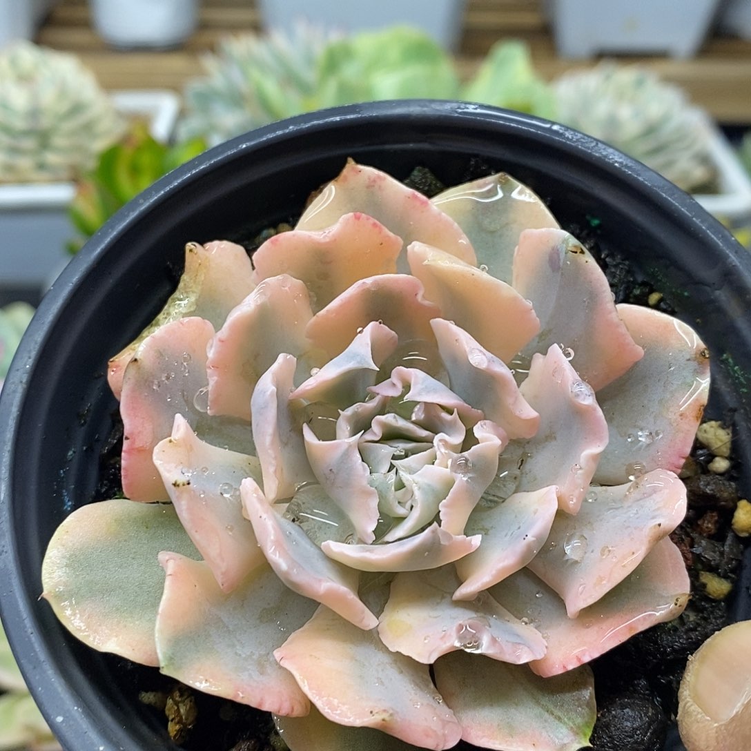 2097 利比里亚锦