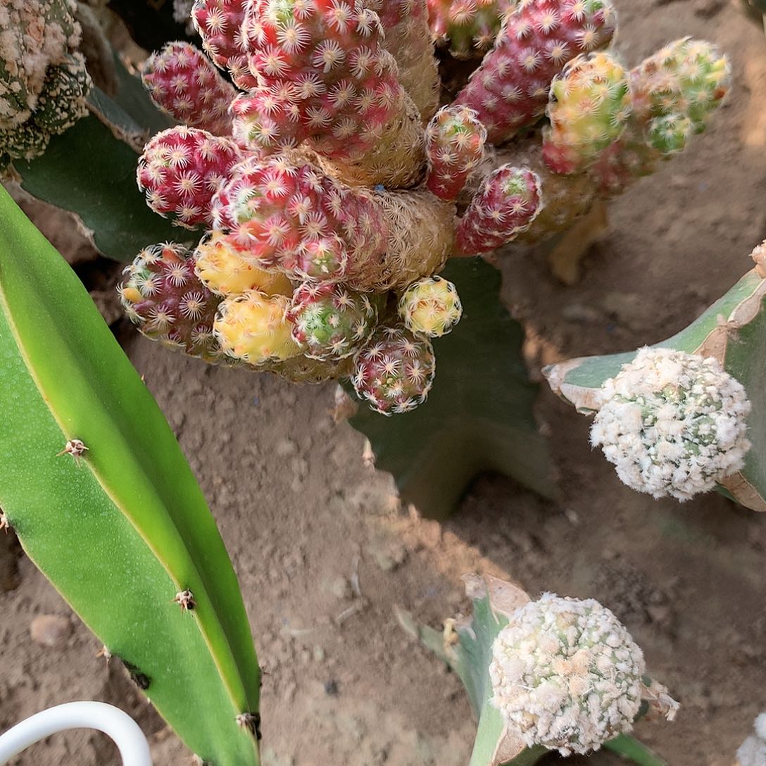 【闪购商品】马***姐一沙宝优