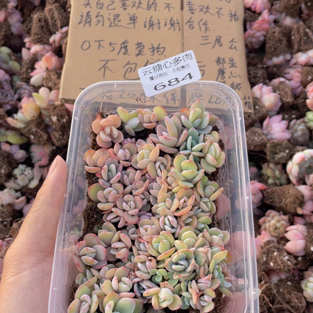 云糖心多肉植物684