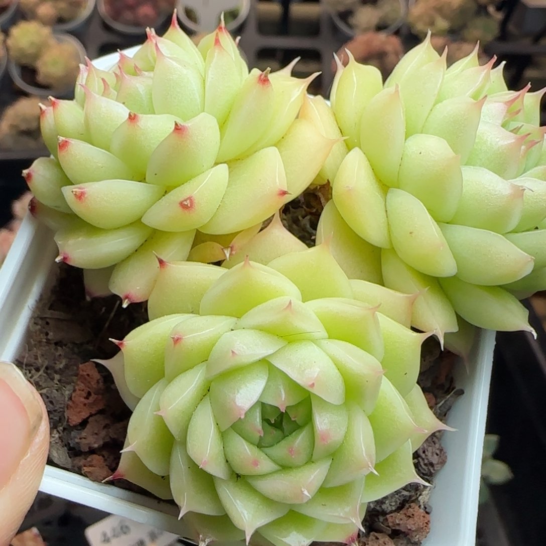 花语逸镜0311-448