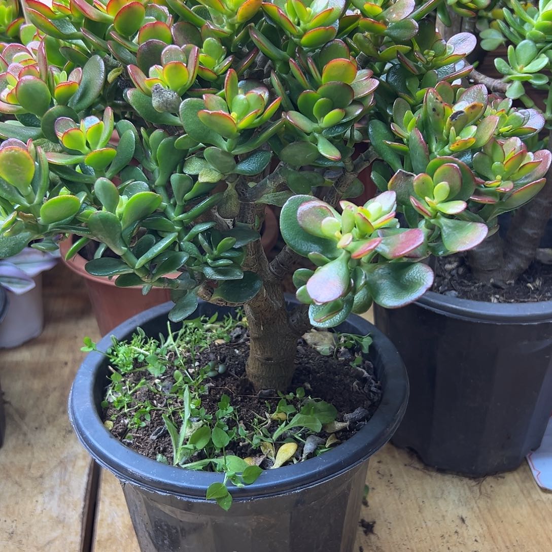 完全开放姬红花月一物一拍