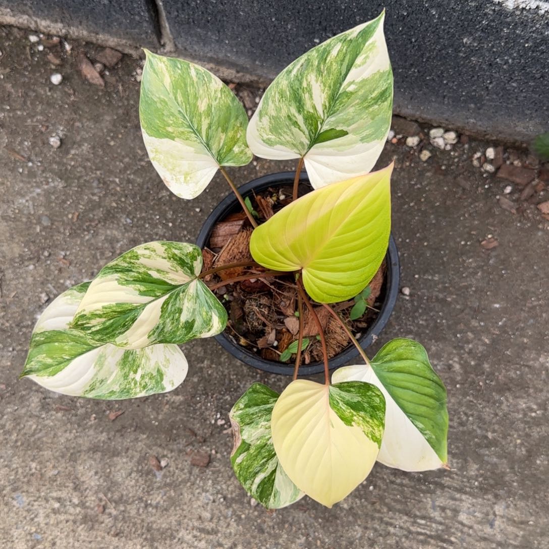 6-1211泰国发货千年健黄锦