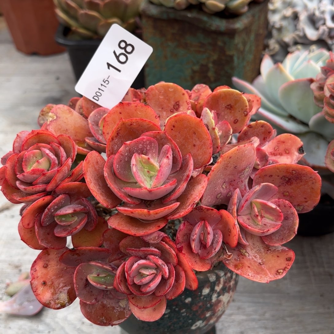 同温层多肉秀妍168