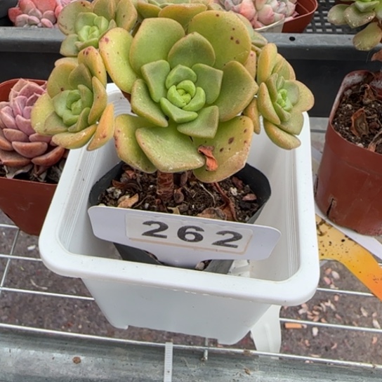 262百合丽丽一物一拍多肉