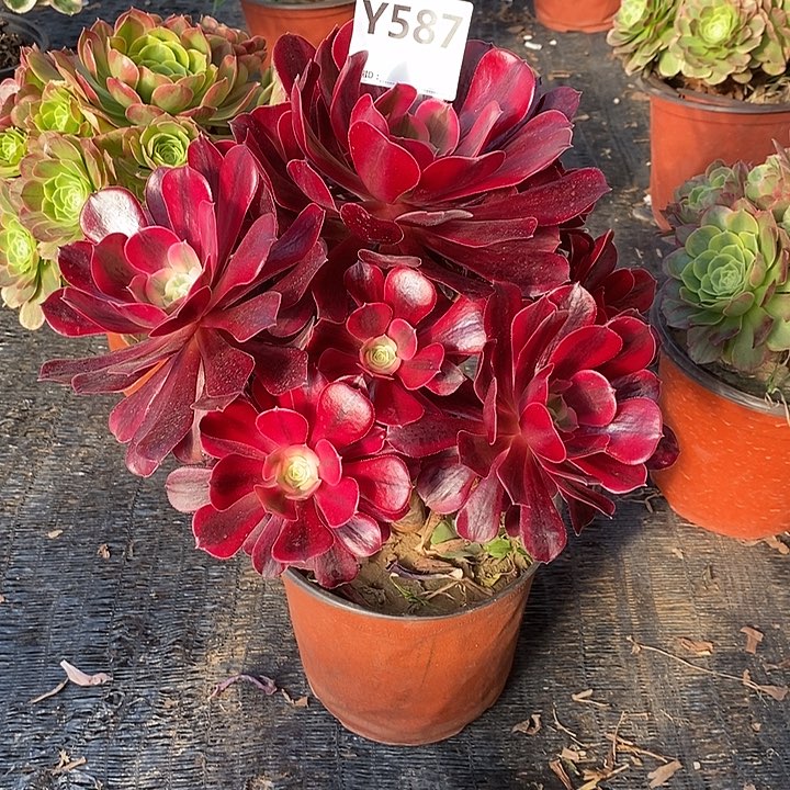 半**糖美杜莎587。           