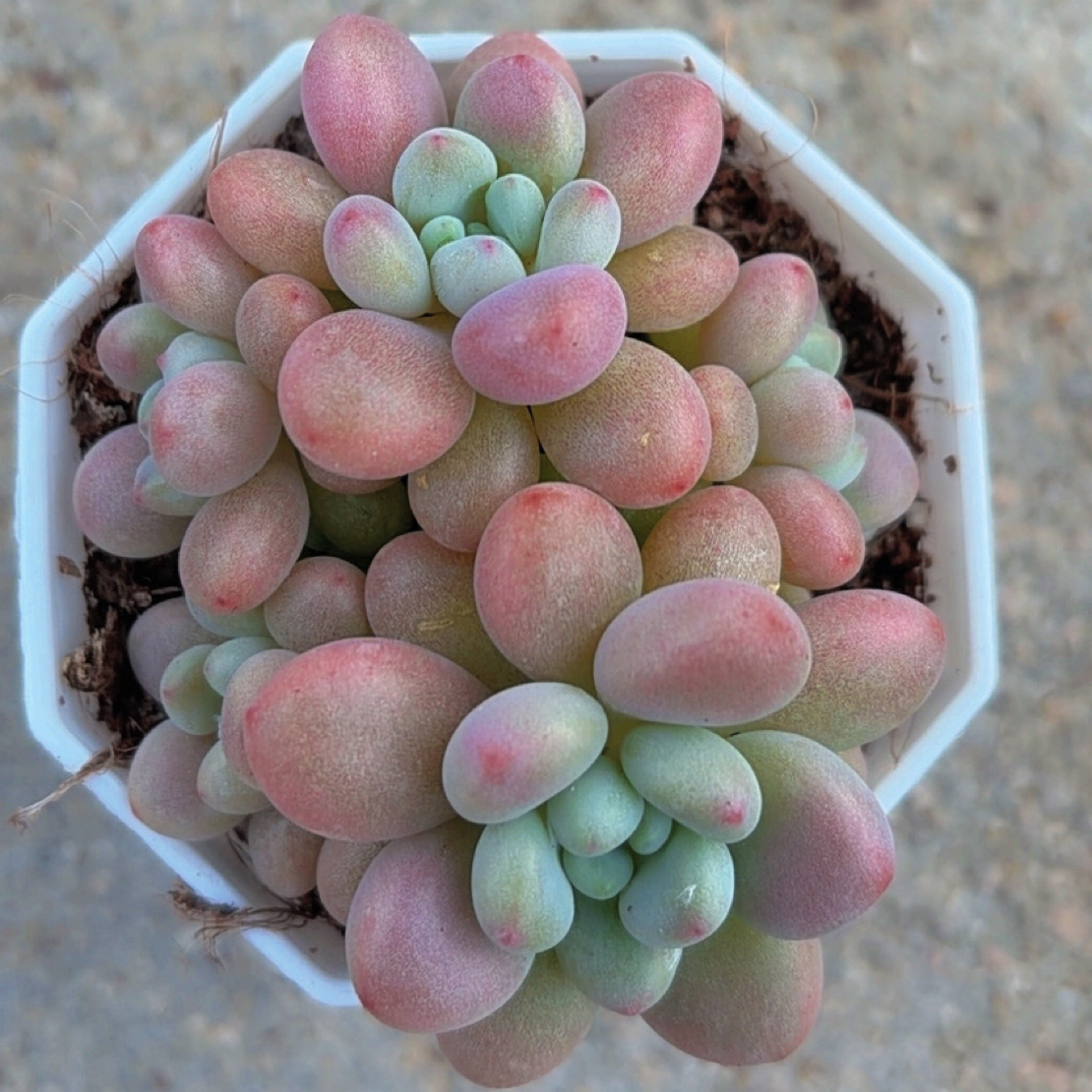 多肉洛可可（满12.9包邮）