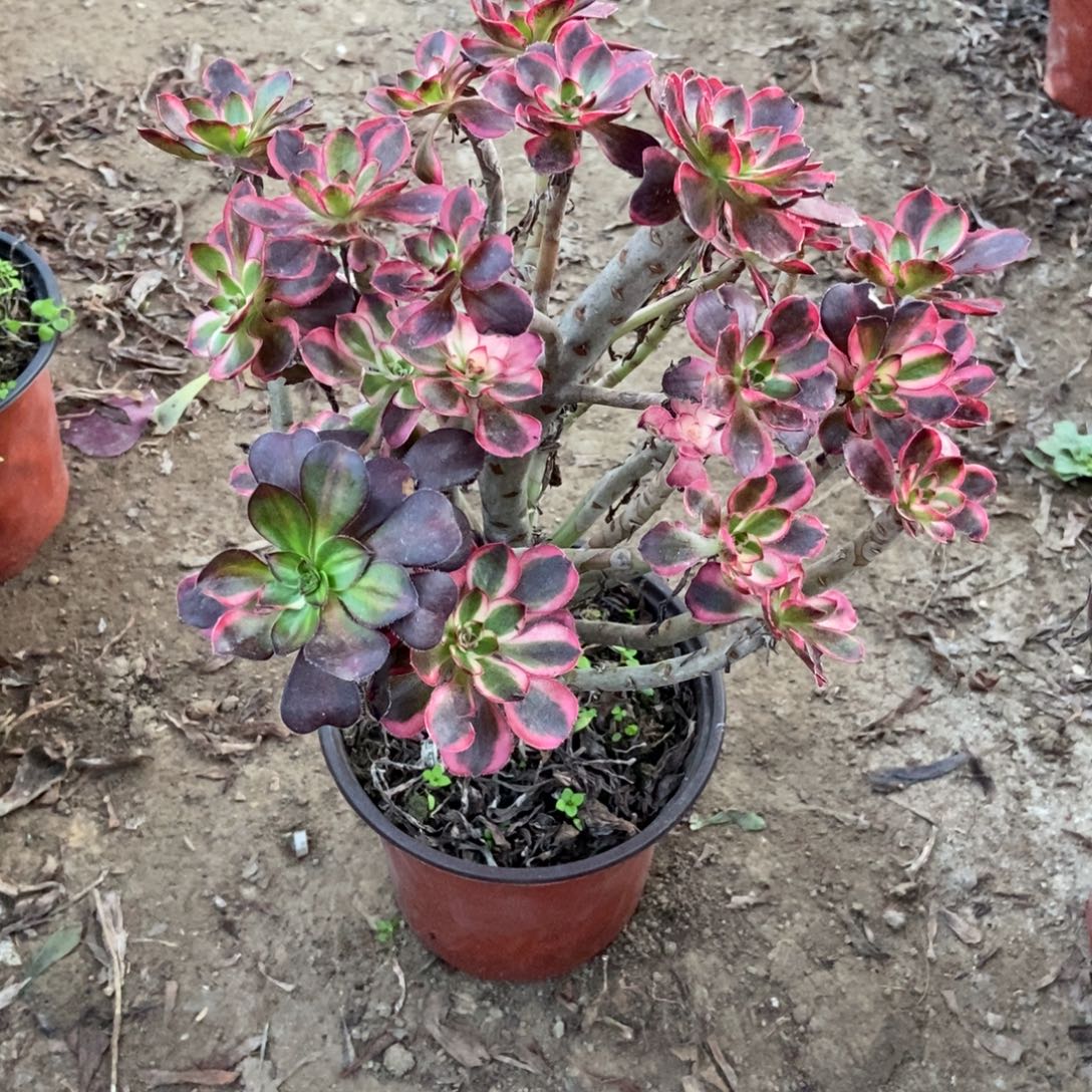 无花朵20号链接香奈儿法师