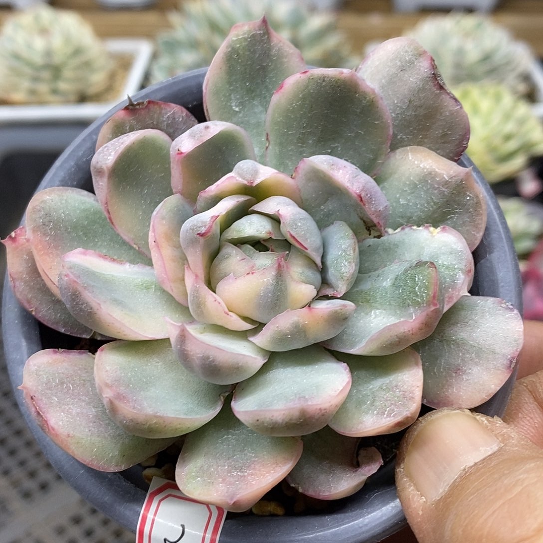 1323 草莓蛋糕锦