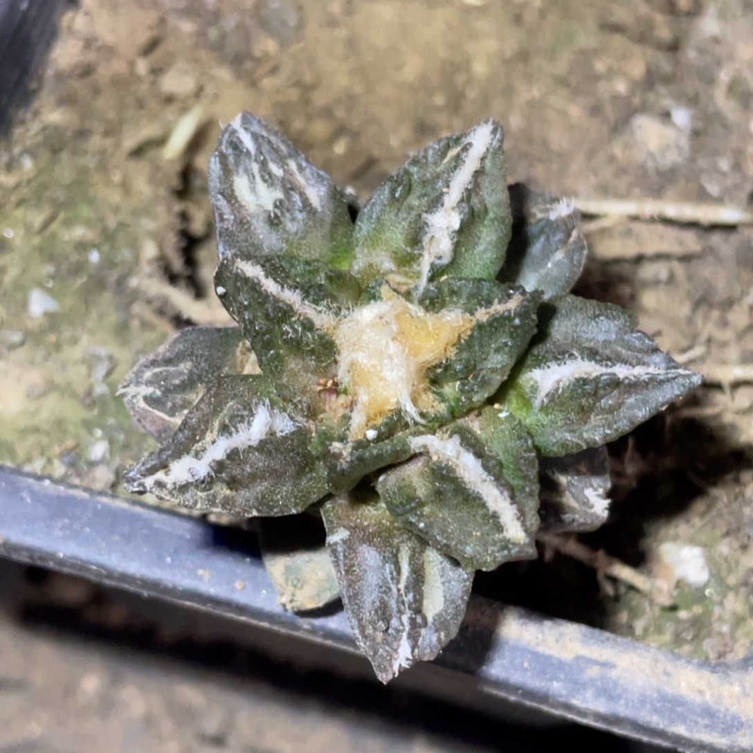 无花朵自根龟甲牡丹 仙人球