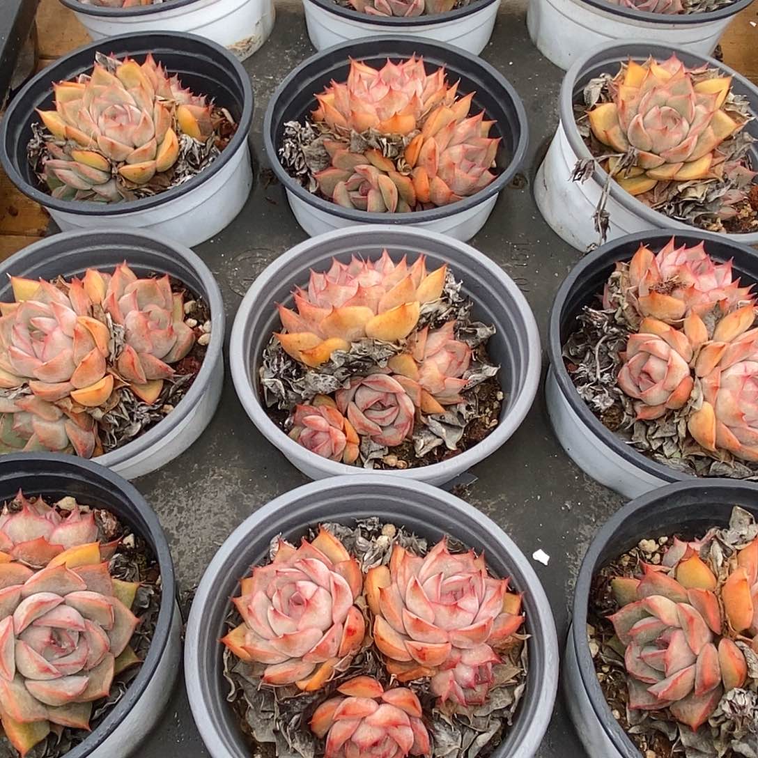 金汇园艺，团爱格丽亚玫瑰群