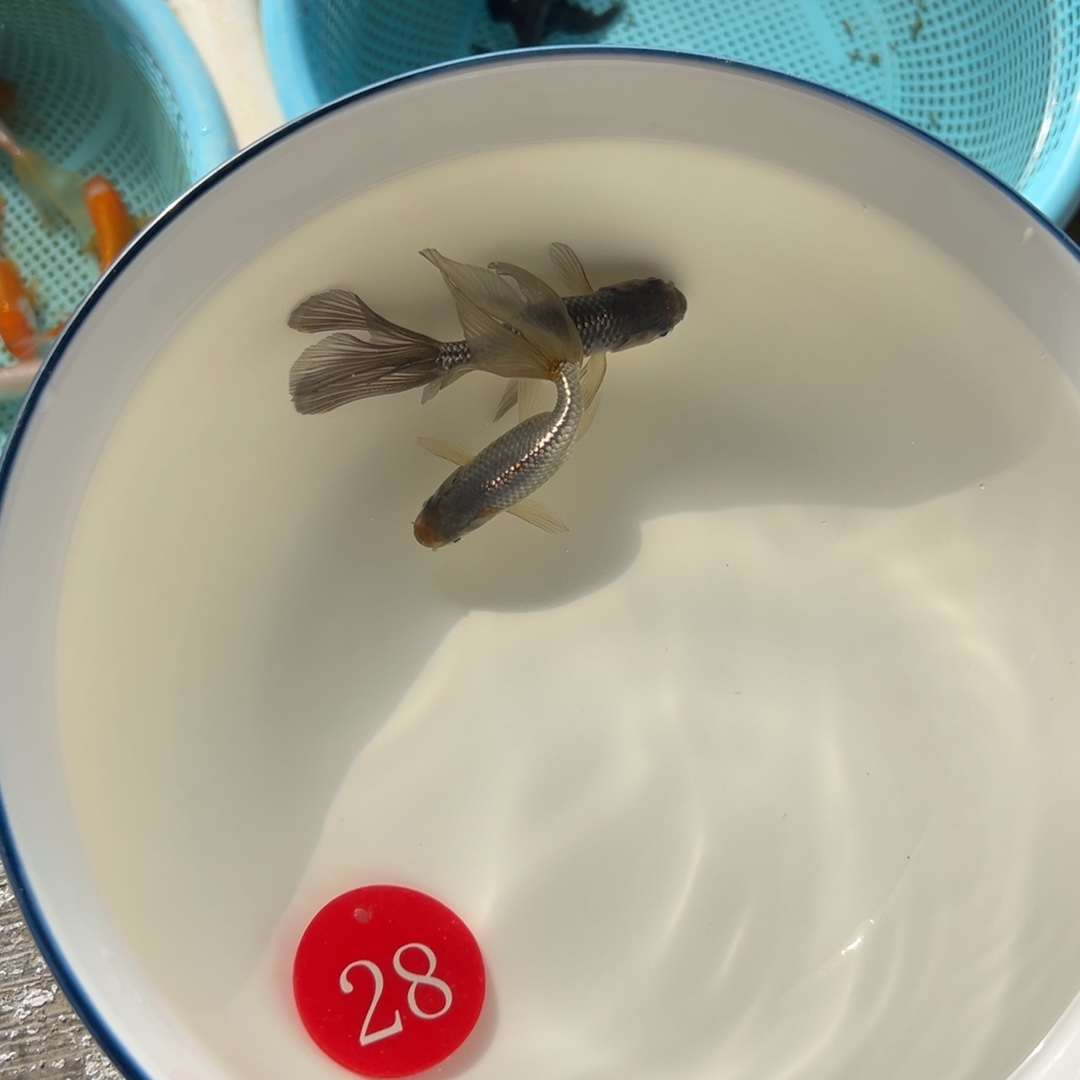 金鱼28号。丹凤2条