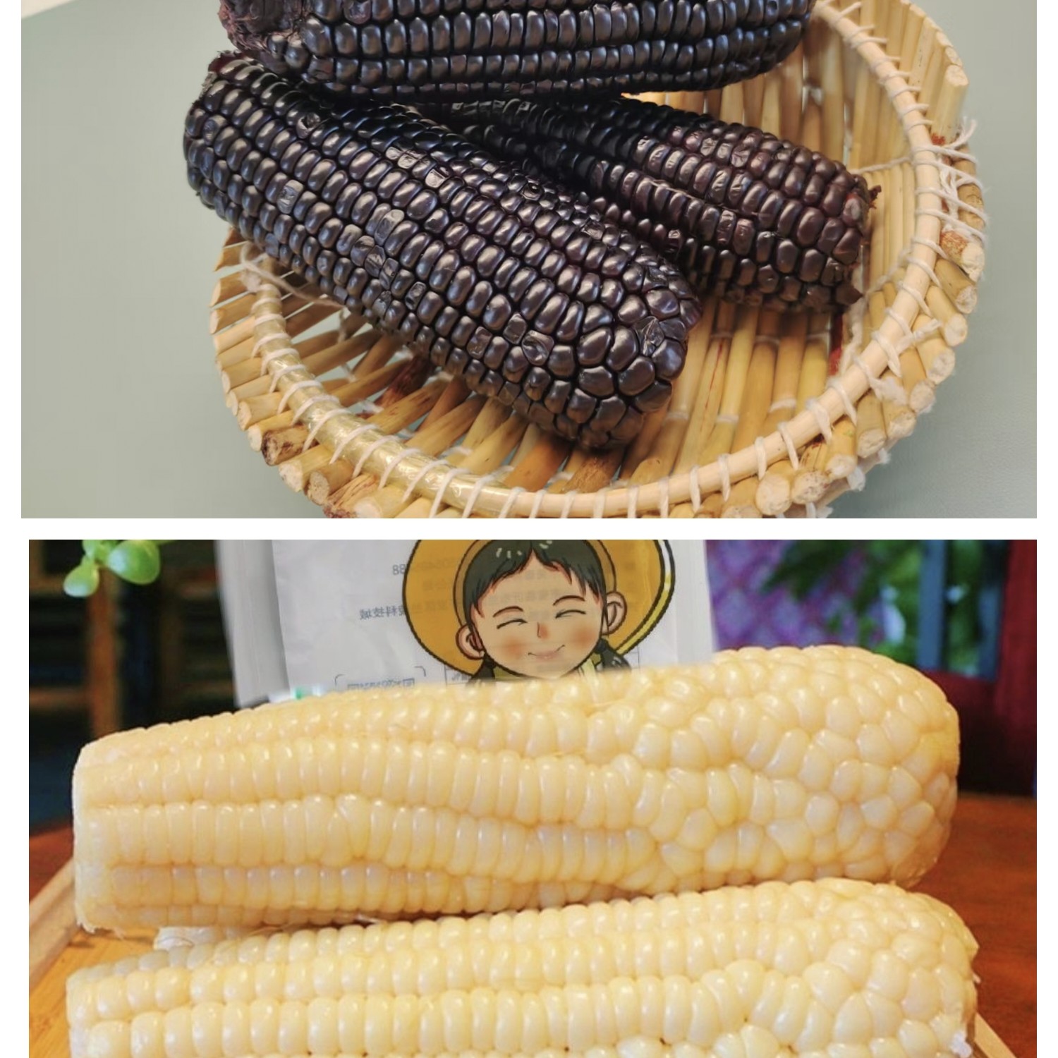 农大小糯（直播专属）黑白配真空包装8根营养食用非转基因