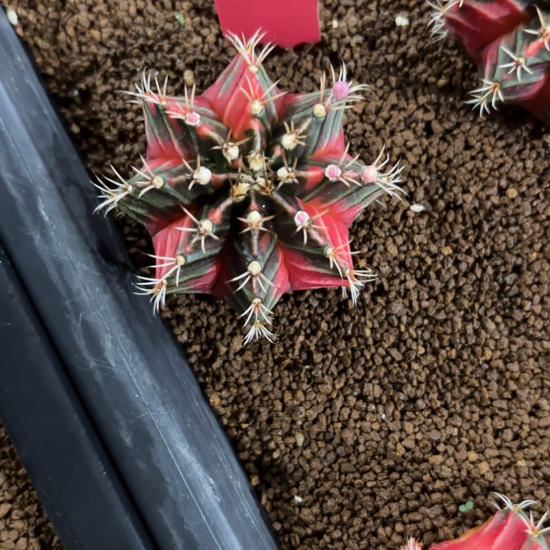 180-1223泰国发货多肉