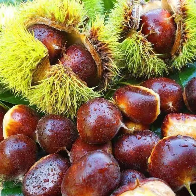 【买3斤送2斤】新鲜当季香甜p可口深山优质大板栗产地直发难剥皮