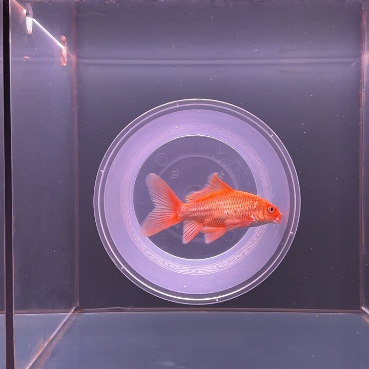 蝴蝶鲤鱼66号圆头扣嘴小红