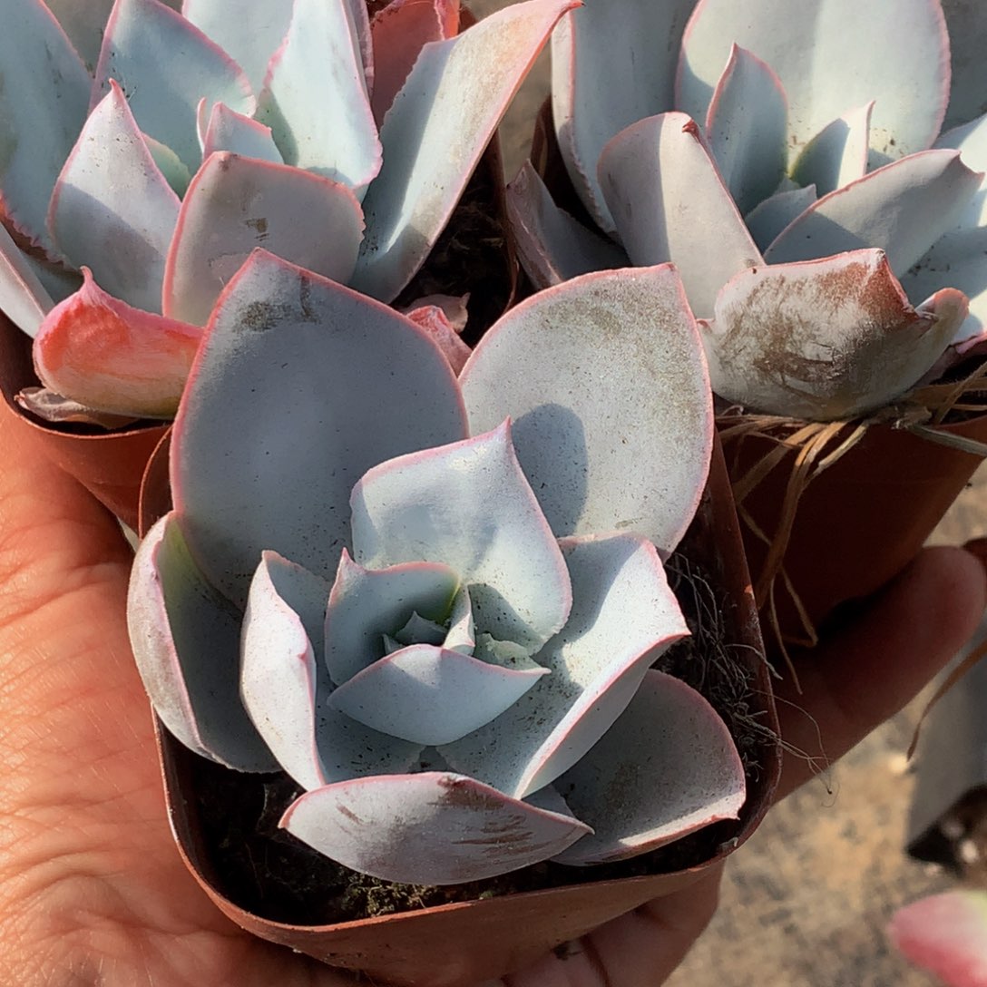 广寒宫3颗 包邮 多肉