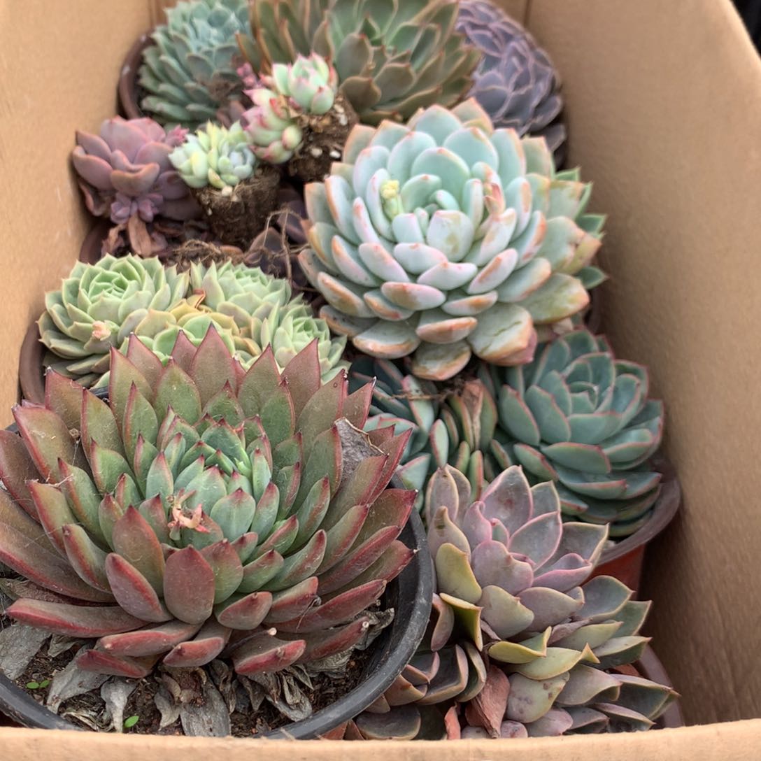 星**诺134一箱十棵不重复