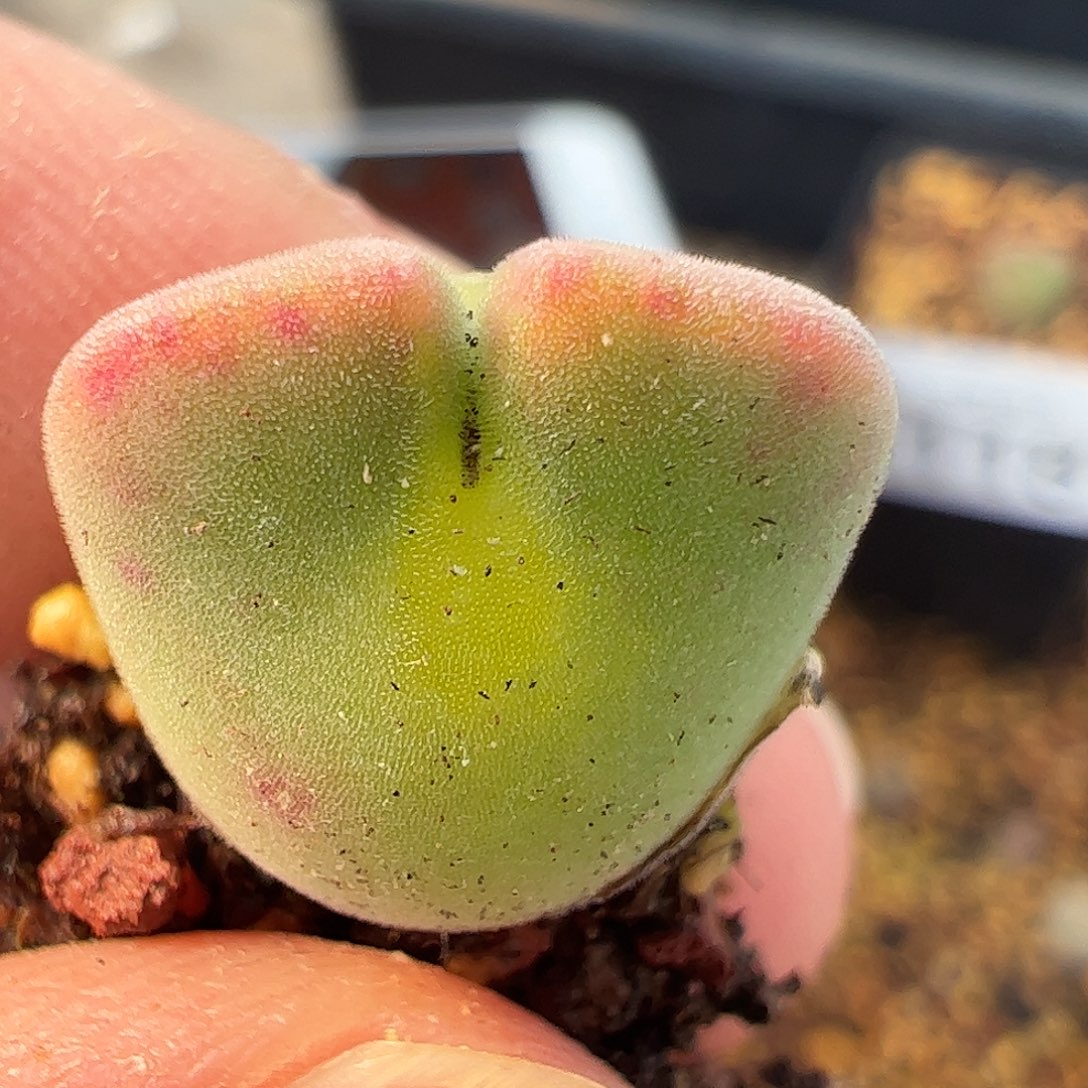 一物一拍。        119