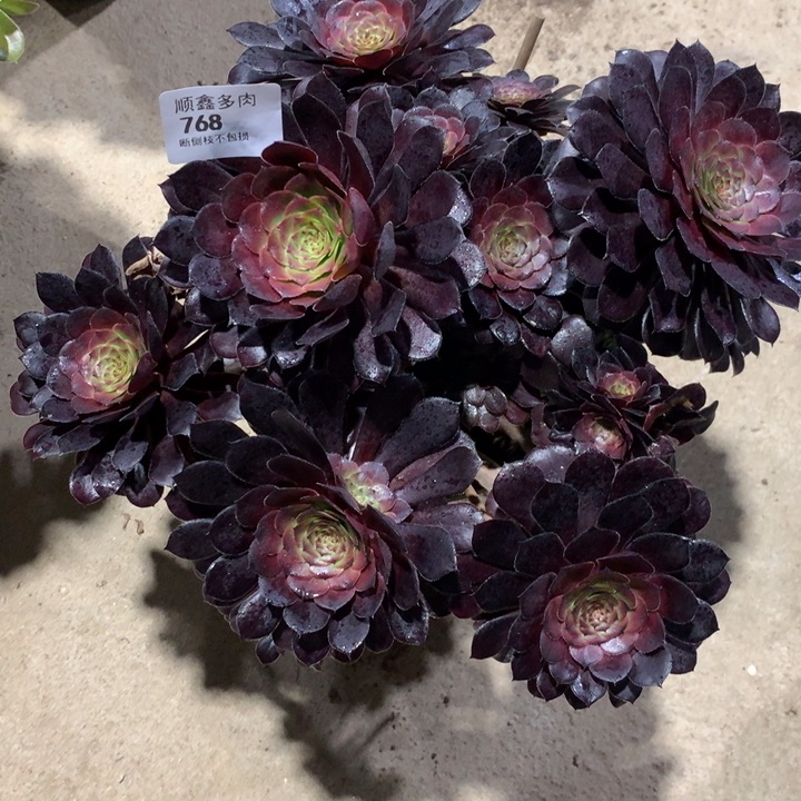 768黑同多肉植物