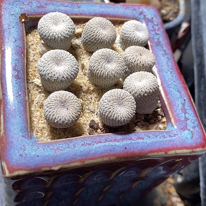 实生月世界一颗。    