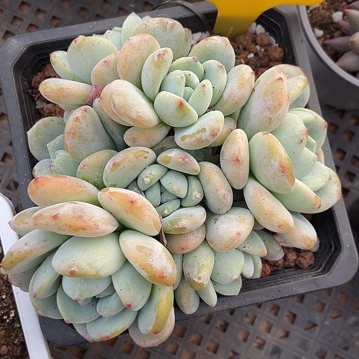 多肉植物老桩你冷香638