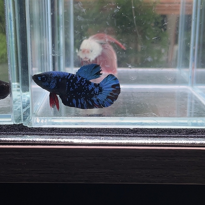 斗鱼听风观赏斗鱼