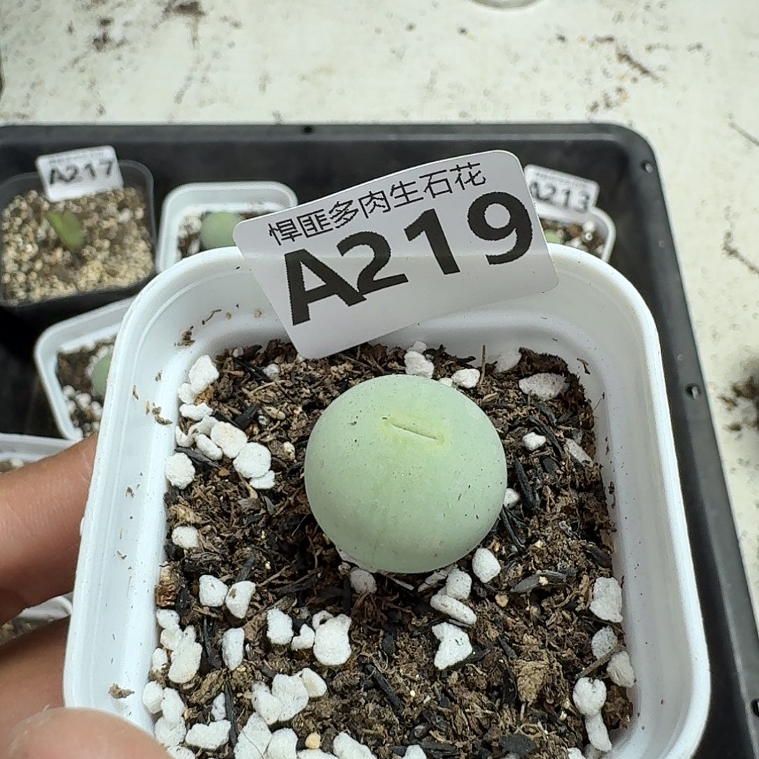 219多肉植物多肉植物