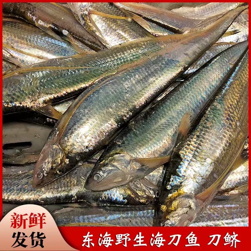 【鲜出海现称海刀鱼】象山石浦本地小船 海刀鱼