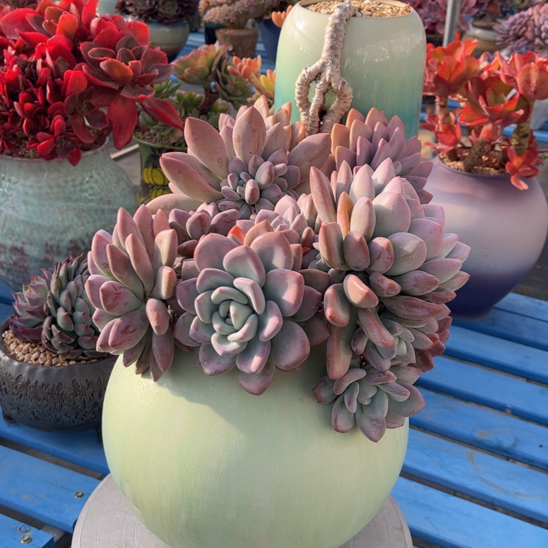 香水奥普带盆换红珊瑚带盆差价