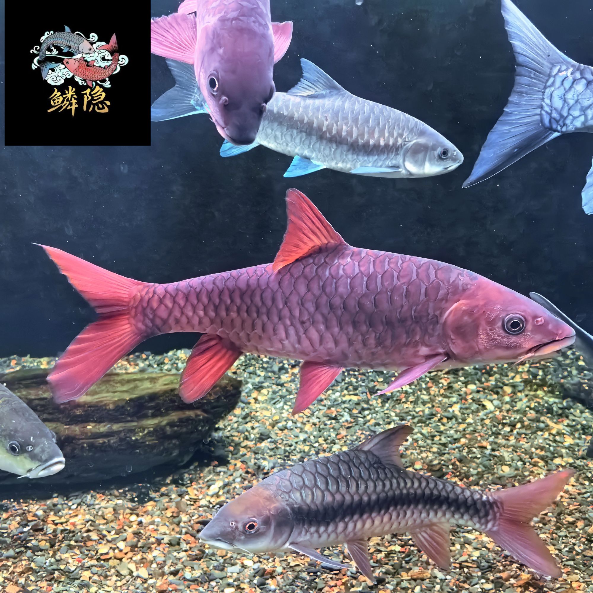 哥拉巴拉红吉罗 马来西亚Tembat流域红色系原生鱼观赏鱼