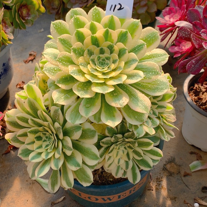 112迈巴赫精品法师多肉