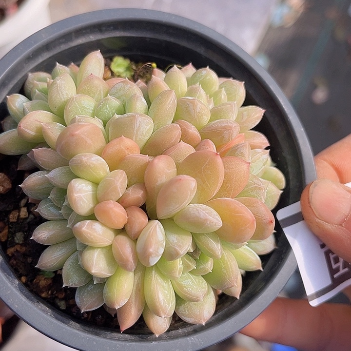 百达翡翠朵朵缀0136