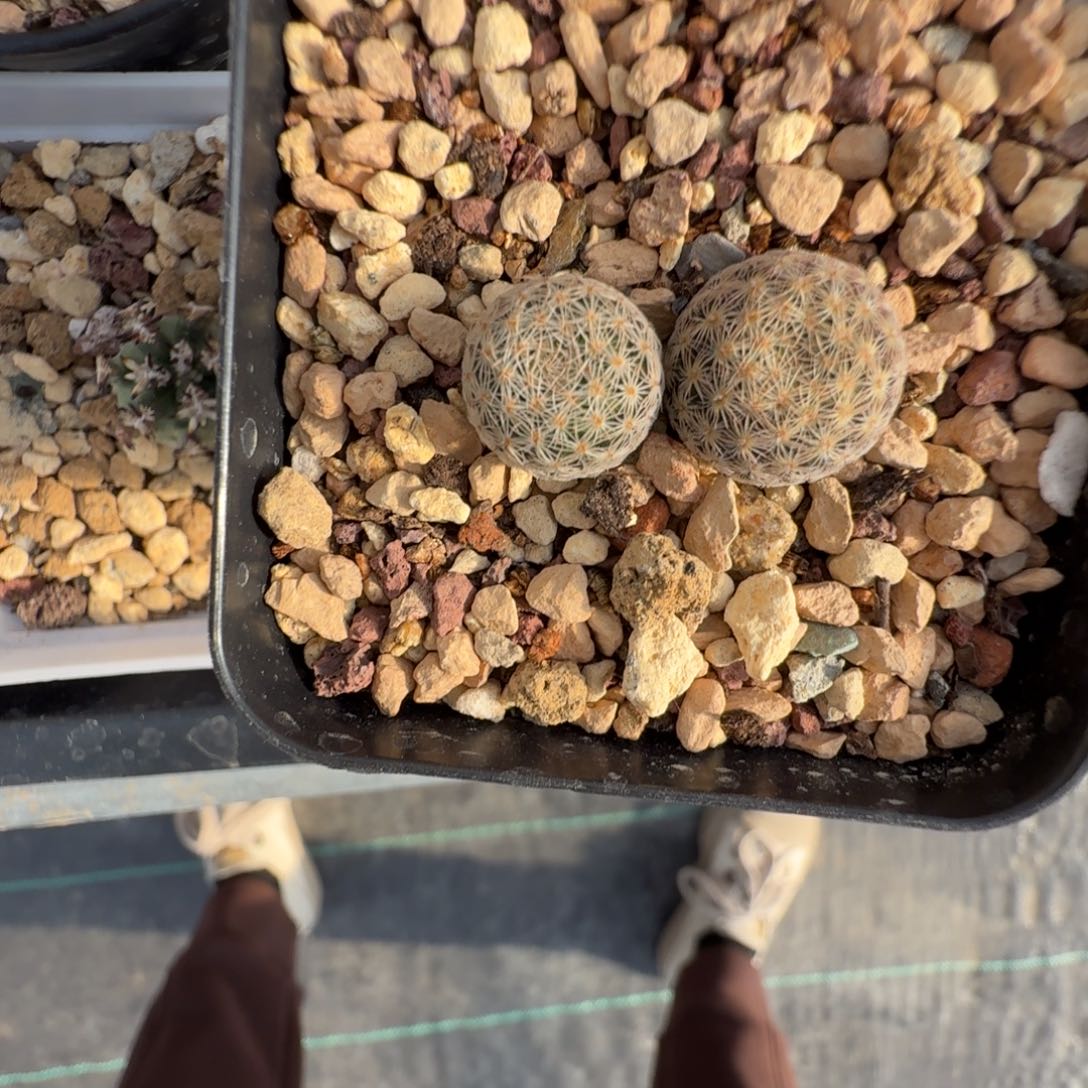 553实生美丽丸两颗