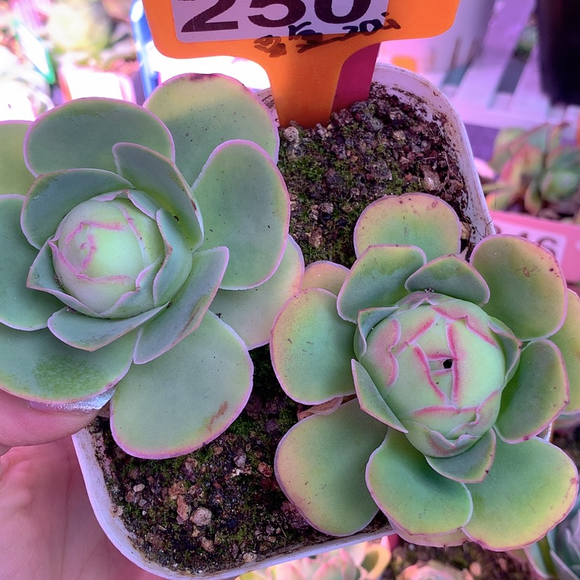 【闪购商品】无铅玻璃豆豆山地玫瑰一物一拍两颗250