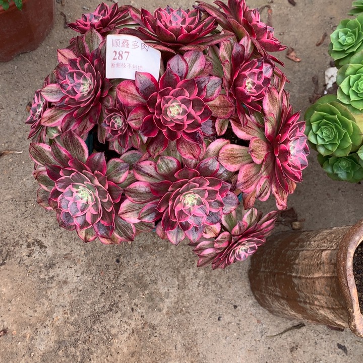 287莲花座多肉植物特价