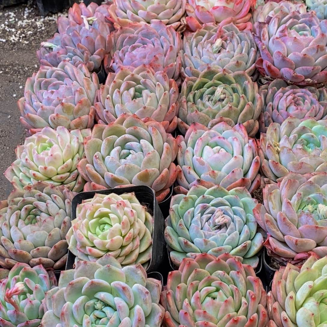 265的人都是这样吗