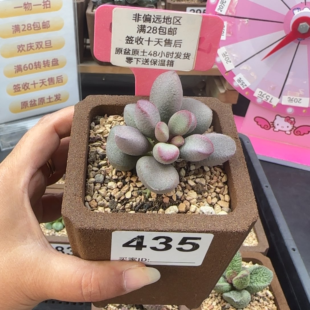 435实生多肉的植物