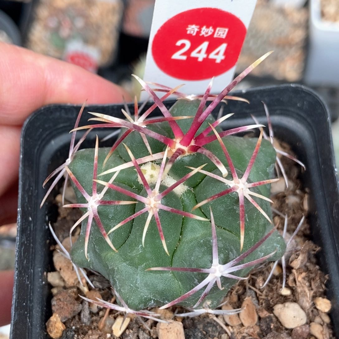 实生带中刺豪刺大红鹰4.7cm