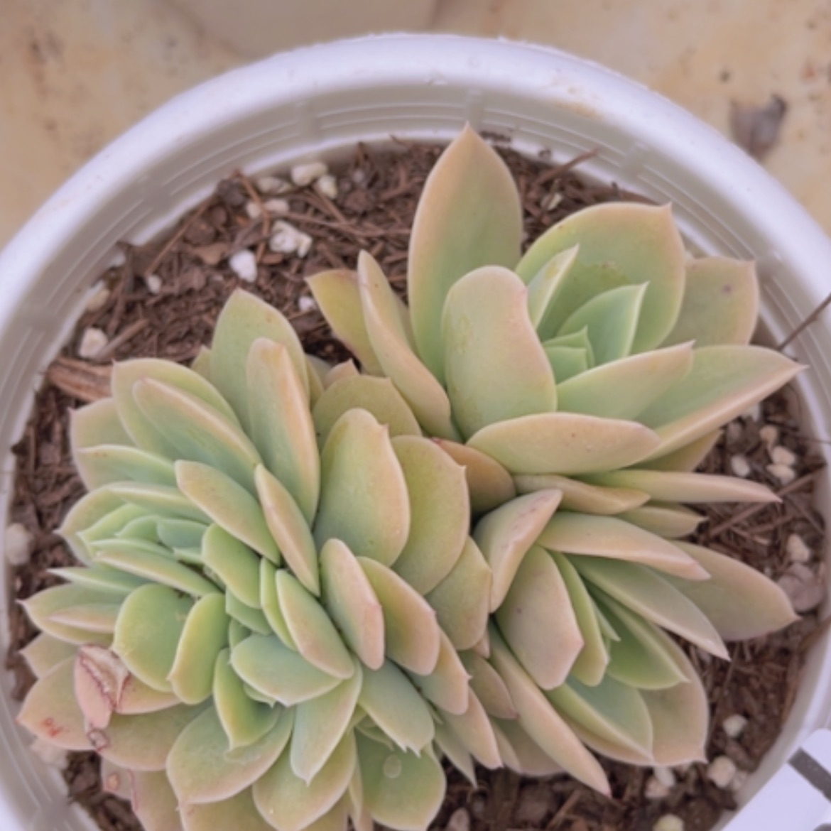 【闪购商品】星纳塔缀0426