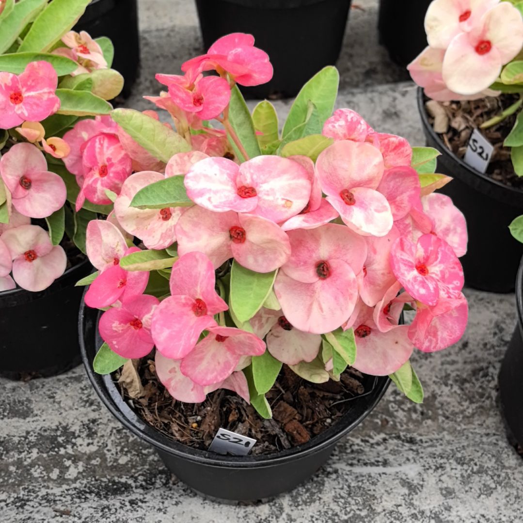 完全开放原子星直播间一物一拍