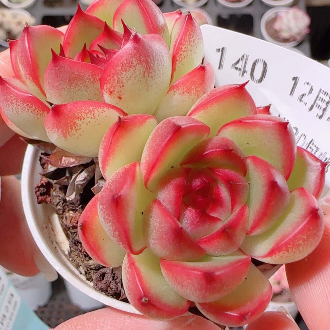 花语多肉1202-140蓝龙