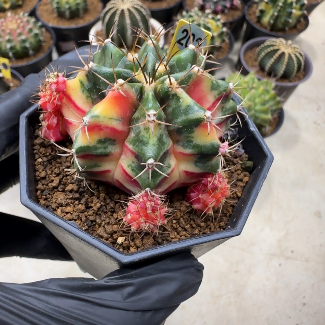 202号泰系实生米哈锦