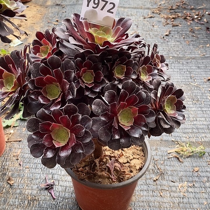 花娜972。            