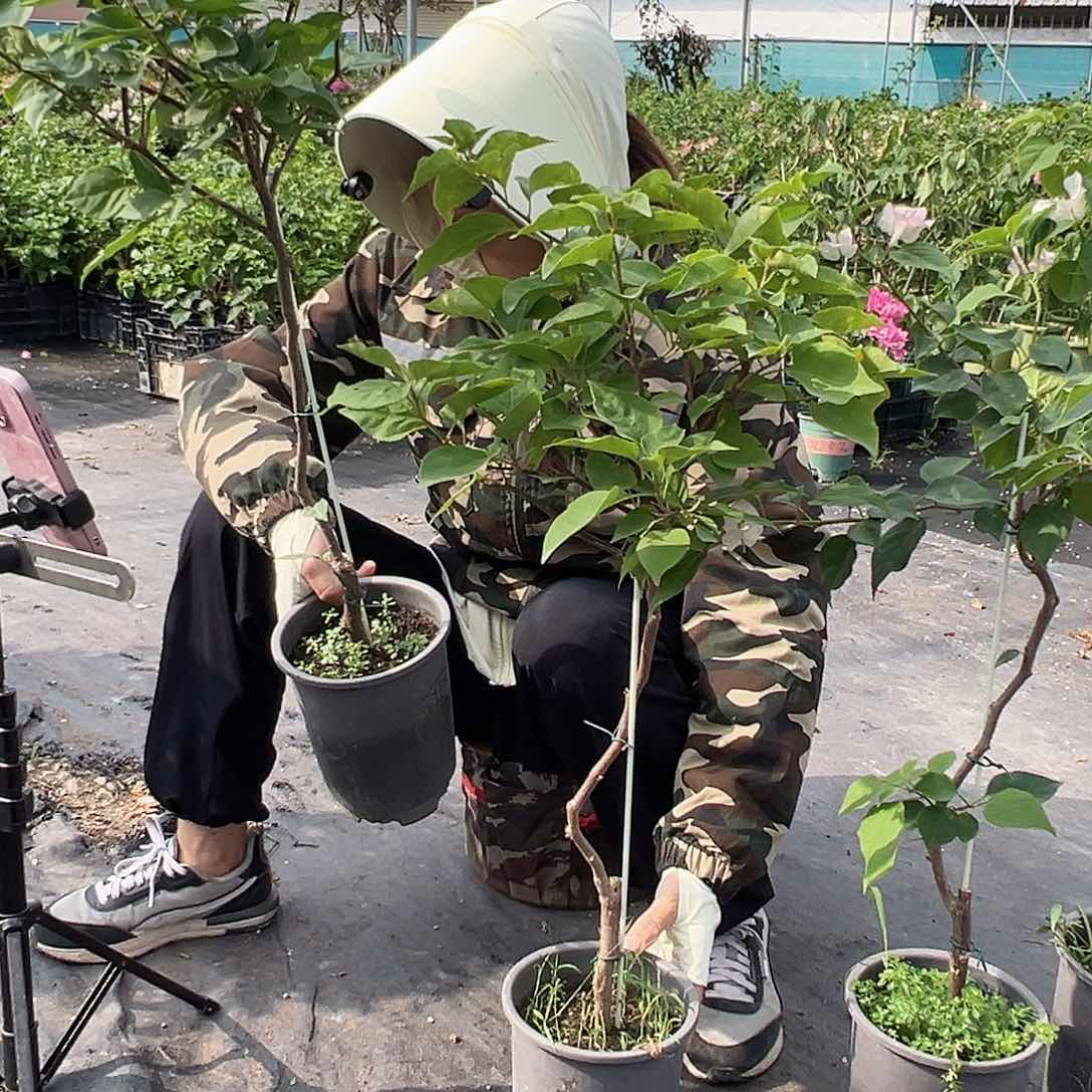 大部分开放少量花苞绿樱棒棒糖一颗，咖啡盆