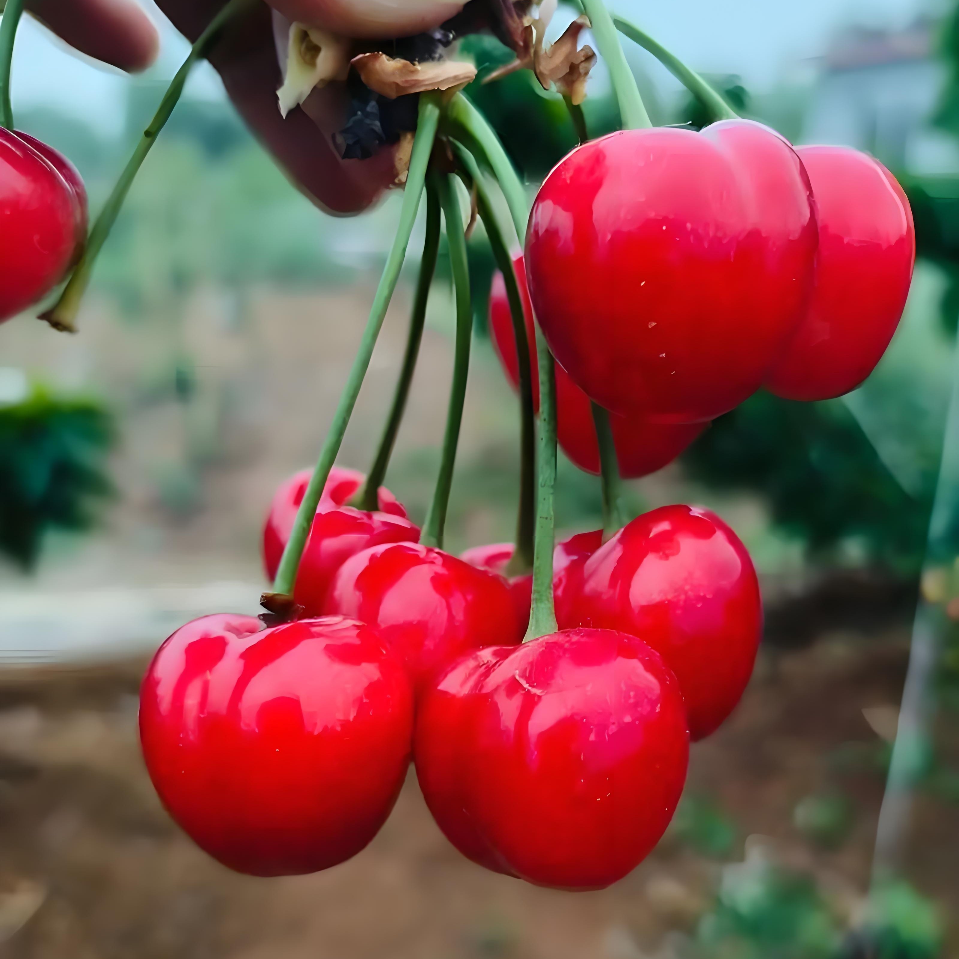 肥樱团(24)二年生齐早大樱桃苗