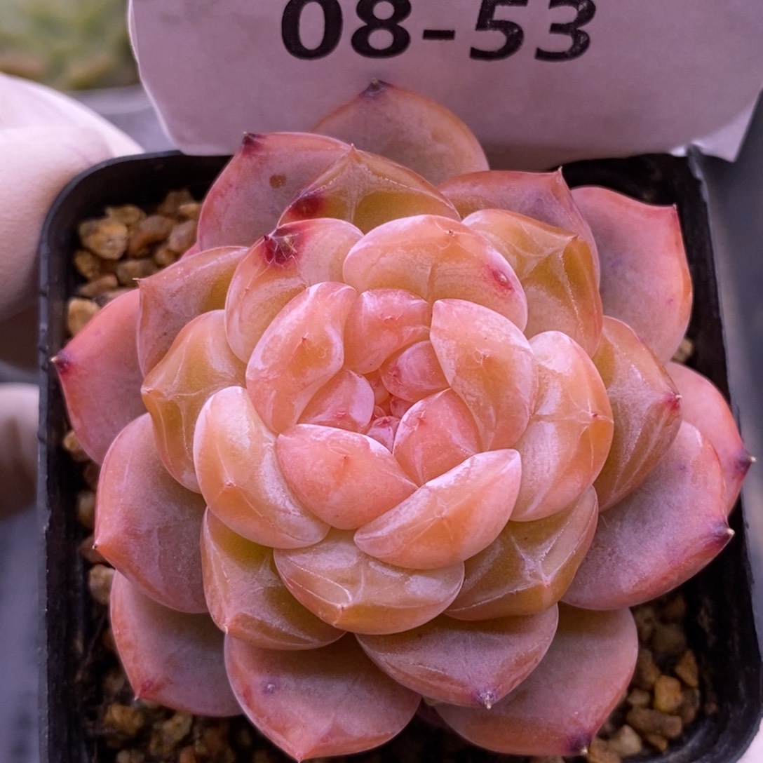 【闪购商品】08-53