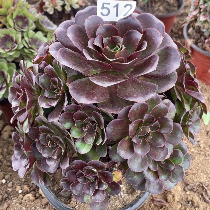 无花朵512多肉植魅金玫瑰